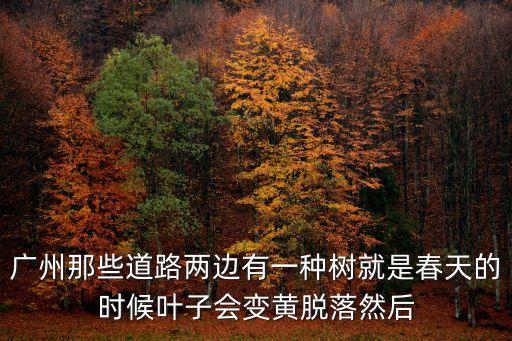 廣州細葉榕圖片，廣州崗頂太古匯前種的是什么樹空中花園上和地面都是一樣的細