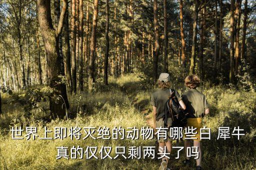 世界上即將滅絕的動物有哪些白 犀牛真的僅僅只剩兩頭了嗎