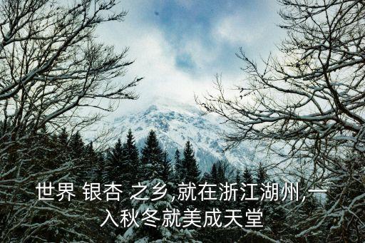 中國銀杏之鄉