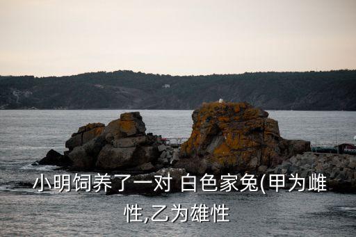 白白色小明發布,白色配黑色!小明飼養對白色野兔