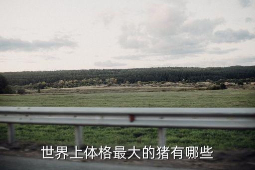 微型豬