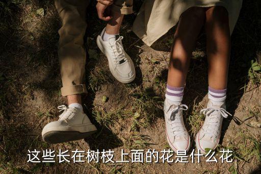 這些長(zhǎng)在樹(shù)枝上面的花是什么花