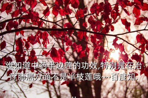 山梗菜堿,板板歸全草入藥功效與用法詳解
