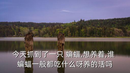 今天抓到了一只 蝙蝠,想養著,誰 蝙蝠一般都吃什么呀養的活嗎