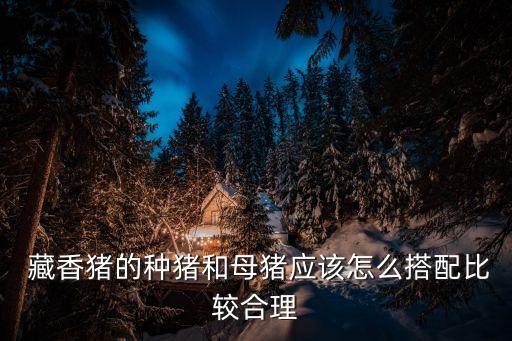 藏香豬養(yǎng)殖,藏香豬怎么飼養(yǎng)比較好?