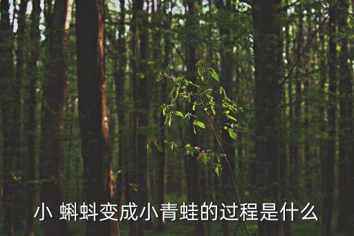 小蝌蚪簡筆畫,怎么畫小蝌蚪簡筆畫