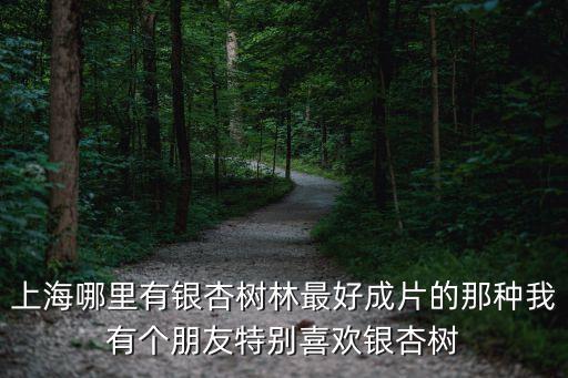 上海市銀杏樹最多的地方，上海最大的銀杏樹在哪個區