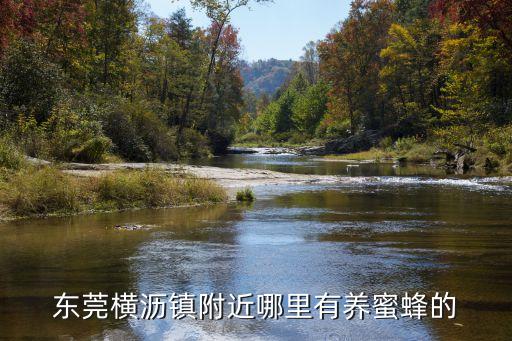 東莞橫瀝鎮(zhèn)附近哪里有養(yǎng)蜜蜂的