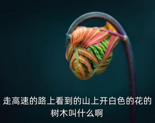 廣州把花秋木叫啥子，花楸木急急急