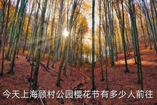 上海市顧村公園天氣預報，今天上海顧村公園櫻花節有多少人前往