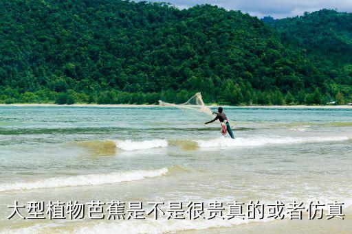 深圳有芭蕉樹賣，廣東地區哪里有芭蕉