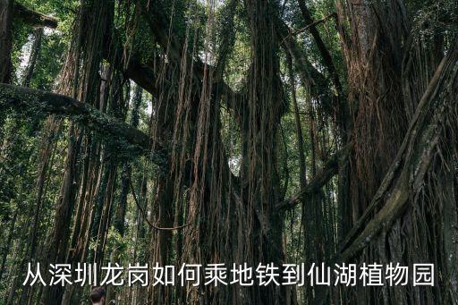 深圳至仙湖地鐵規劃，從深圳龍崗如何乘地鐵到仙湖植物園