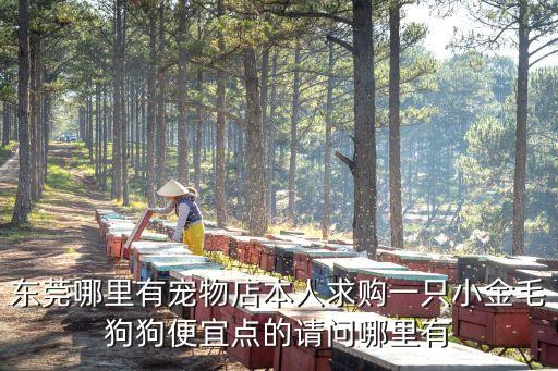 東莞哪里有寵物店本人求購一只小金毛狗狗便宜點的請問哪里有