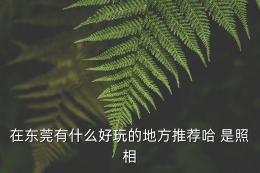 東莞有哪些拍照的地方嗎，東莞有那些好景點可以照比如說向日葵地或銀杏樹葉等等