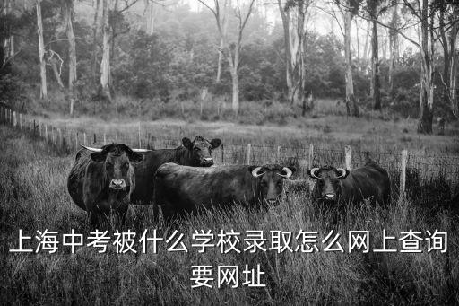 上海市教育局中考錄取名單，上海中考被什么學校錄取怎么網上查詢要網址
