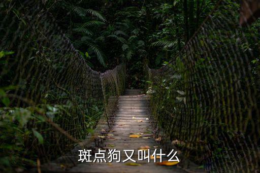 斑點犬，斑點狗的特點