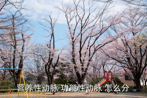 營養(yǎng)性動脈 功能性動脈 怎么分