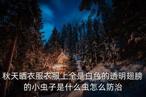 廣州白色翅膀小蟲子，最近在外婆家看到有很多長白色半透明翅膀的蟲子會飛的媽媽說