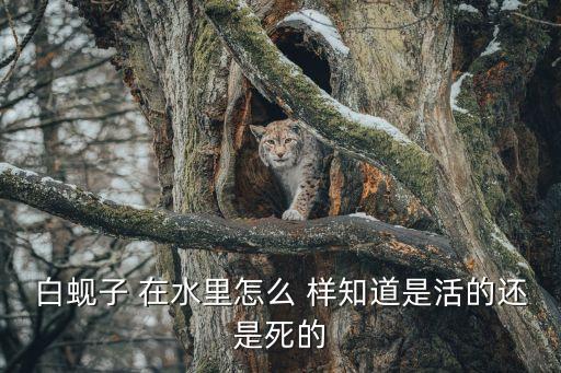 白蜆子，白蜆子 在水里怎么 樣知道是活的還是死的