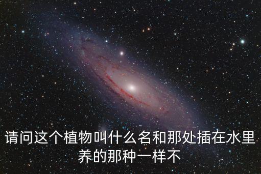 請問這個植物叫什么名和那處插在水里養(yǎng)的那種一樣不