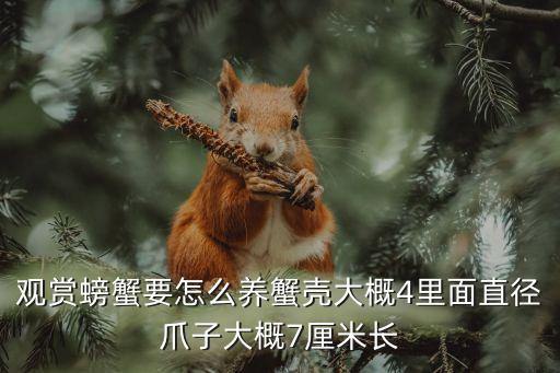 觀賞螃蟹，觀賞螃蟹適合什么環境