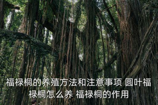 福祿桐的養殖方法和注意事項 圓葉福祿桐怎么養 福祿桐的作用