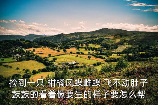 柑橘鳳蝶，撿到一只 柑橘鳳蝶雌蝶 飛不動肚子鼓鼓的看著像要生的樣子要怎么幫