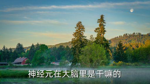 大腦神經元，大腦有幾個神經元
