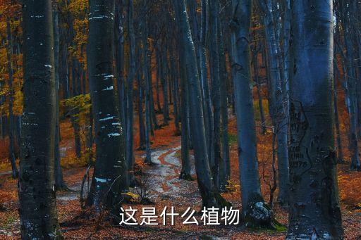 廣州這的榕樹圖片，構成一片完整的森林那是榕樹你是在福州或是廣州這句話用