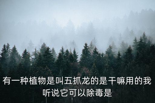 五爪金龍花，這是什么植物