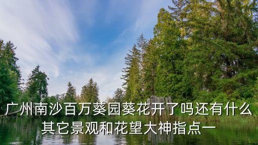廣州百萬葵園開園沒，九月廣州番禺百萬葵園的向日葵開了麼還有門票多少幾點開園