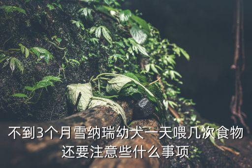 雪納瑞幼犬，不到3個月雪納瑞幼犬一天喂幾次食物還要注意些什么事項