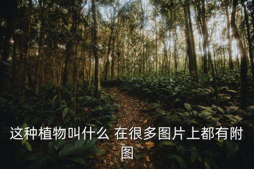 水蜈蚣圖片，靈異圖片