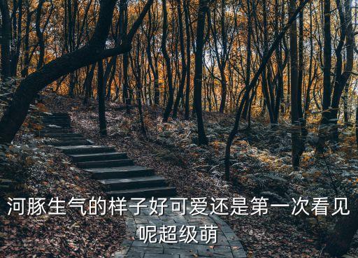 河豚的圖片，河豚是什么最好有圖片