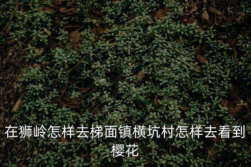 在獅嶺怎樣去梯面鎮橫坑村怎樣去看到櫻花