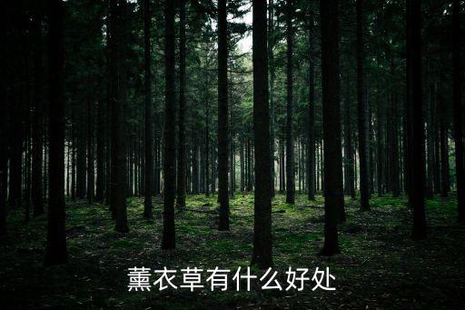 薰衣草有什么好處