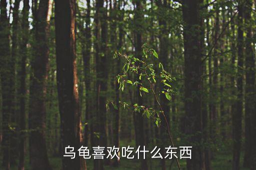 烏龜喜歡吃什么東西