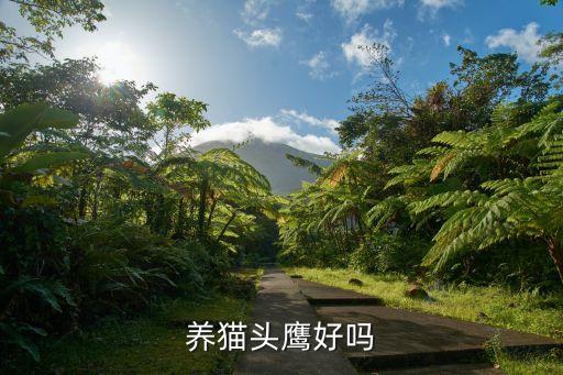 養(yǎng)貓頭鷹，怎樣養(yǎng)大貓頭鷹