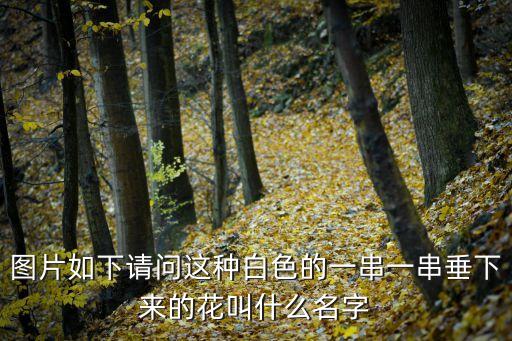 圖片如下請問這種白色的一串一串垂下來的花叫什么名字