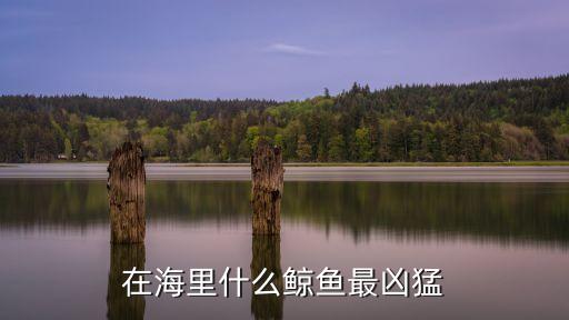 最兇猛的鯨魚，在海里什么鯨魚最兇猛