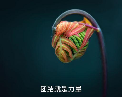 團結(jié)就是力量圖片，團結(jié)就是力量
