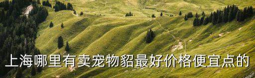 上海哪里有賣(mài)寵物貂最好價(jià)格便宜點(diǎn)的