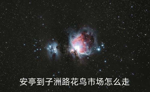 安亭到子洲路花鳥市場怎么走
