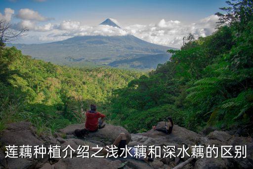 深蓮藕，蓮藕種植介紹之淺水藕和深水藕的區別