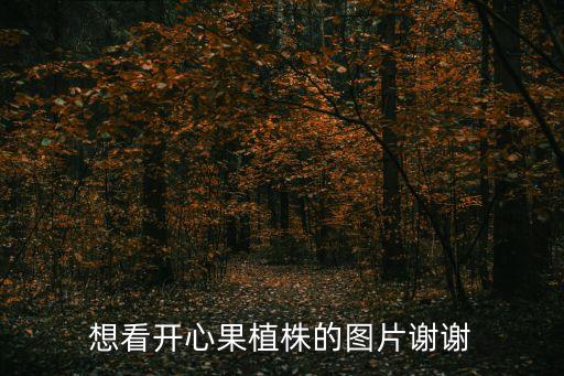 想看開心果植株的圖片謝謝