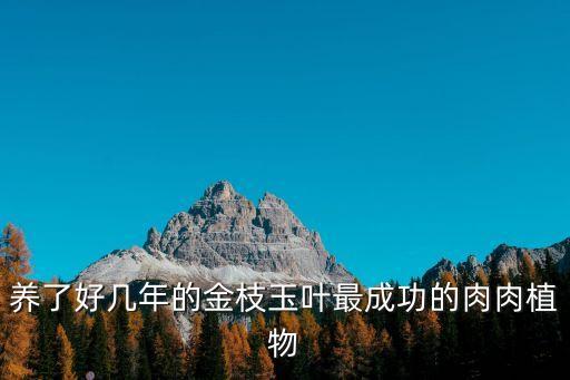 金枝玉葉植物，這是一種什么植物