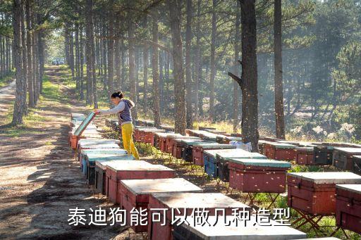 泰迪狗能可以做幾種造型