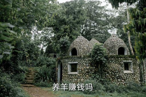 養羊掙錢嗎，養羊到底賺不賺錢