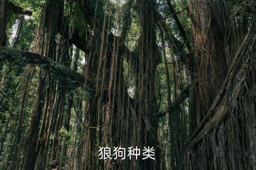 狼狗品種，狼狗的品種都有哪些