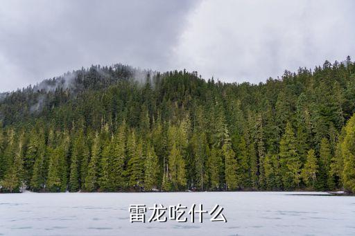 雷龍吃什么